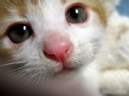 猫咪脸红流鼻血图片图片